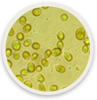 Micro Algae (Dunaliella)